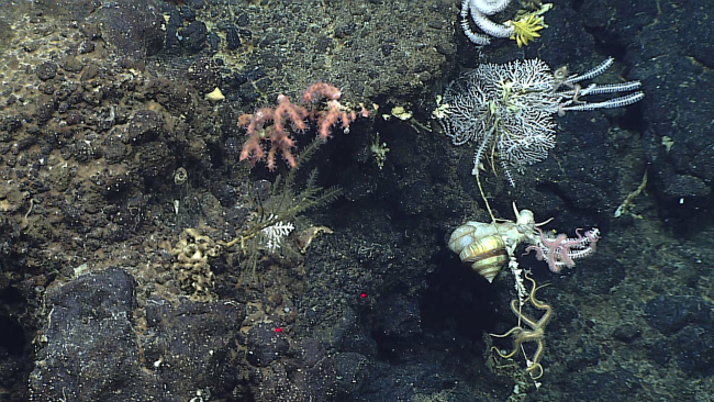 A deep sea turban snail - note the size of this snail relative to the smallyellow feather star crinoid on the white octocoral