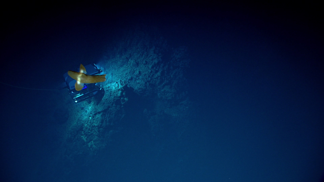 A yellow dumbo octopod swimming above Deep Discoverer