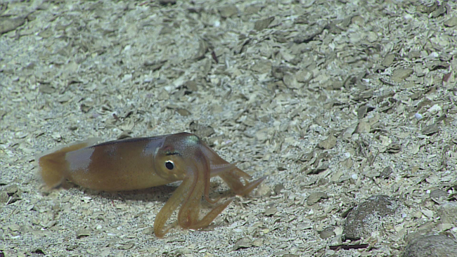 A squid on the seafloor