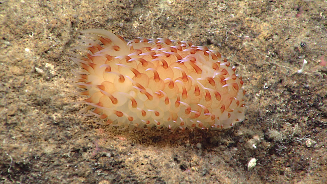 An orange and white nudibranch