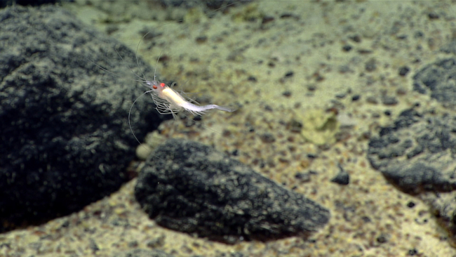 A white shrimp with red eyes swimming above the bottom