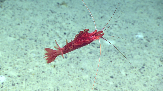 A red robust appearing shrimp swimming on its back