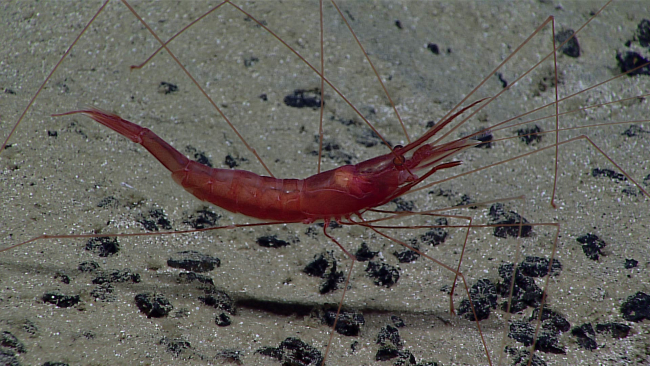 A shrimp that appears to be of the same species as that in expn7004