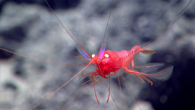 A swimming red shrimp with yellow eyes coming head on towards thecamera