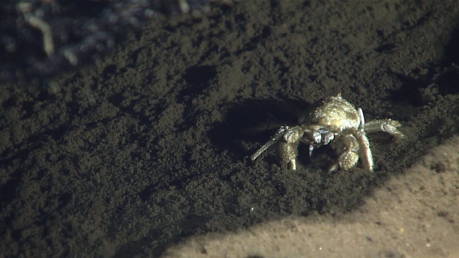 The relatively short robust front claws on this animal indicate it might bea type of crab instead of a squat lobster