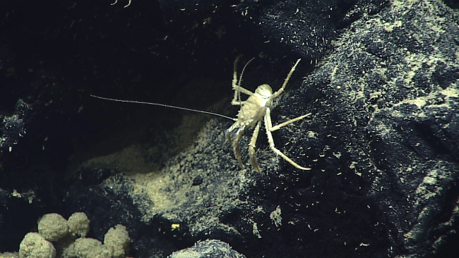 A white squat lobster