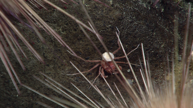 A red crab with a white anemone attached to its back
