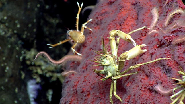 A spiky little crab and a an orange squat lobster on a paragorgid coral