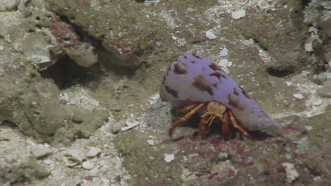 A relatively large hermit crab with orange striped legs in a cone shell