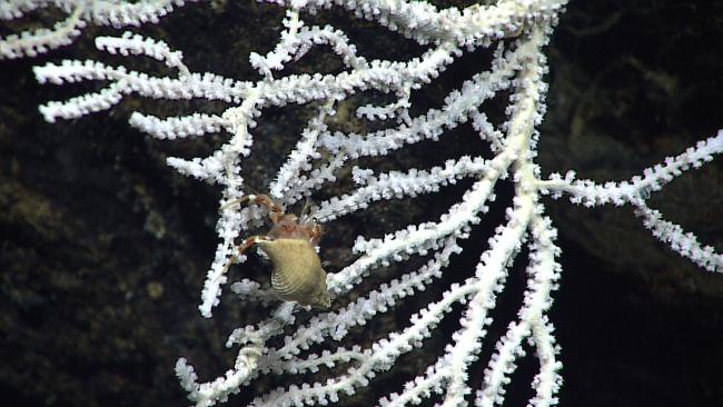 A hermit crab in a gastropod shell on a white octocoral bush
