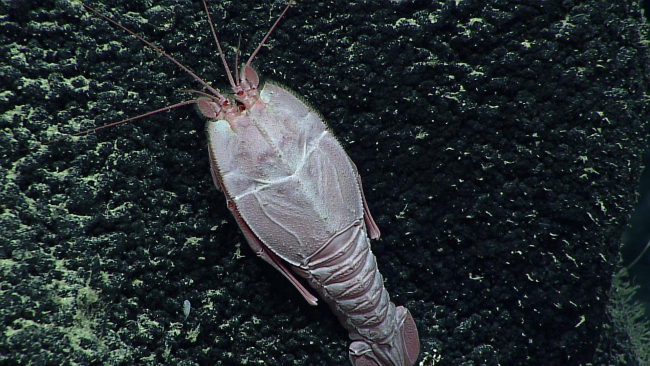A blind lobster - family Polychelidae, Homeryon asper