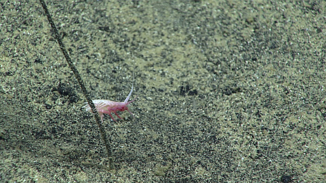 A relatively large amphipod on a stalked sponge