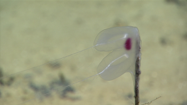 A benthic ctenophore attached to a stalk of some sort