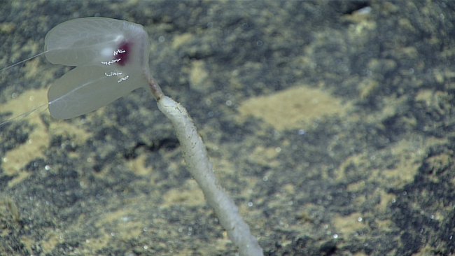 A benthic ctenophore attached to a sponge