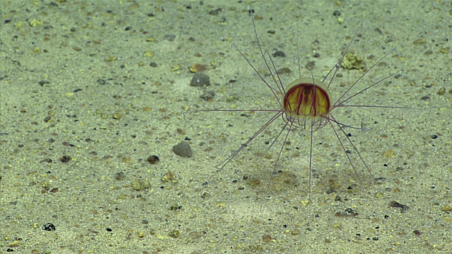 A yellowish jellyfish with brownish red stripes