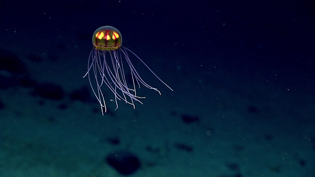 A yellowish jellyfish with brownish red stripes