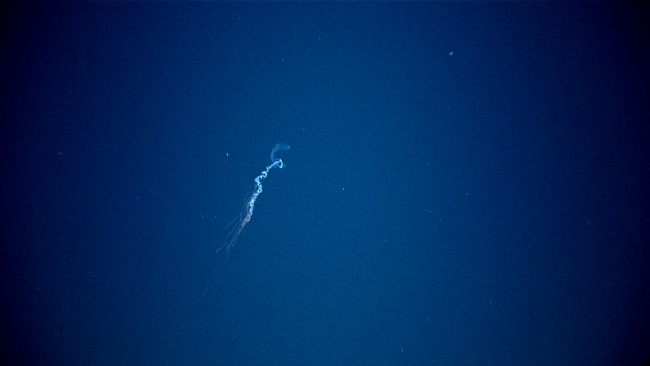 A siphonophore seen in the distance with trailing tentacles