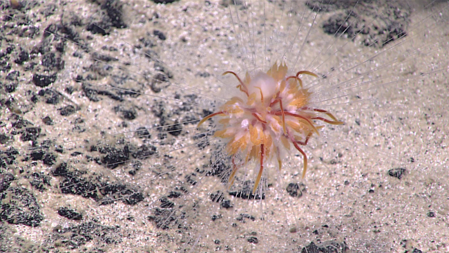 A benthic siphonophore called a dandelion siphonophore