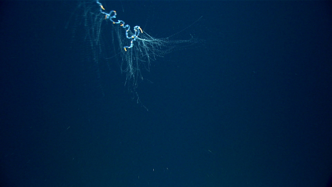 A siphonophore with tentacles extended