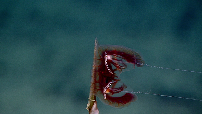 A benthic ctenophore showing its bilateral symmetry