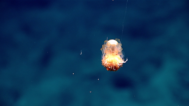 A bizarre appearing siphonophore