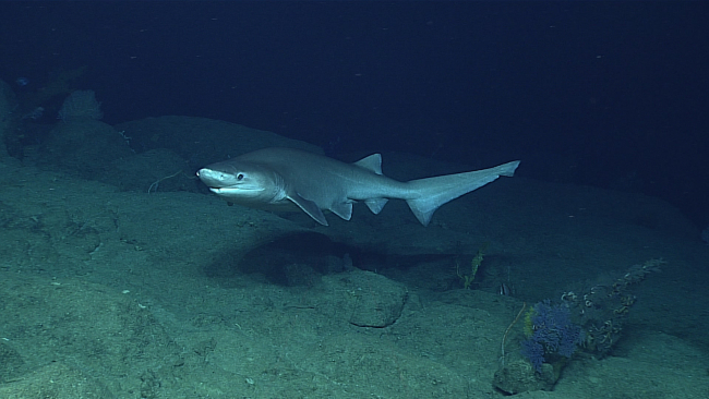 A six-gill shark - Hexanchus griseus