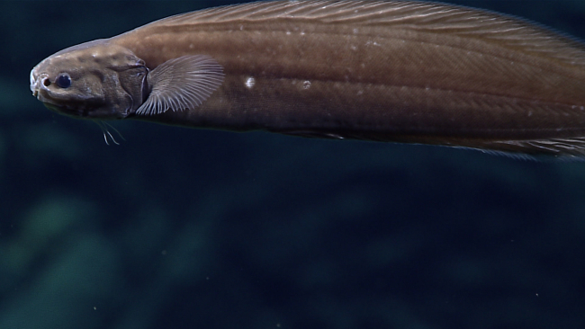 A cusk eel - family Ophidiidae