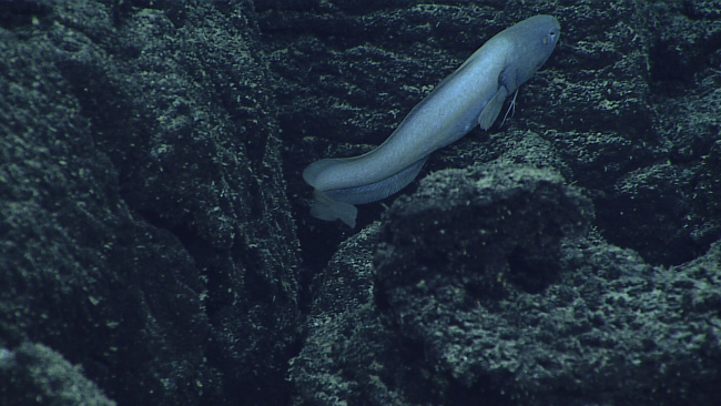 A gray cusk eel