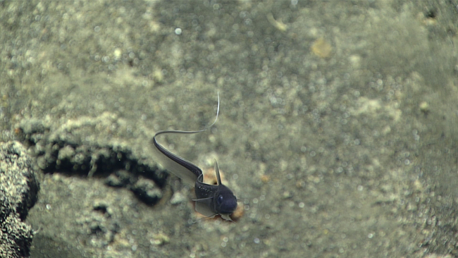 A rattail fish - family Macrouridae