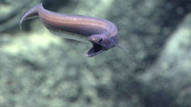 An eel - probably Synobranchus sp