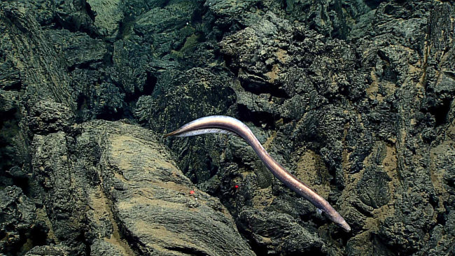 A synaphobranchid eel