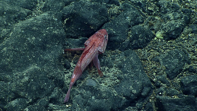 A deep sea bristly scorpionfish - family Setarchidae?