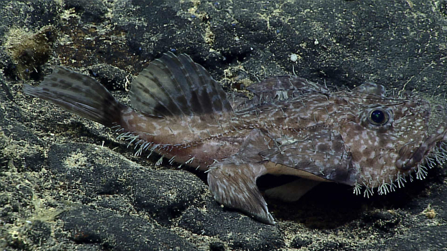 A goosefish - Lophiodes sp