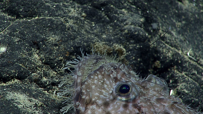 A goosefish - Lophiodes sp