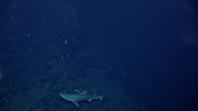 A large shark seen below Deep Discoverer