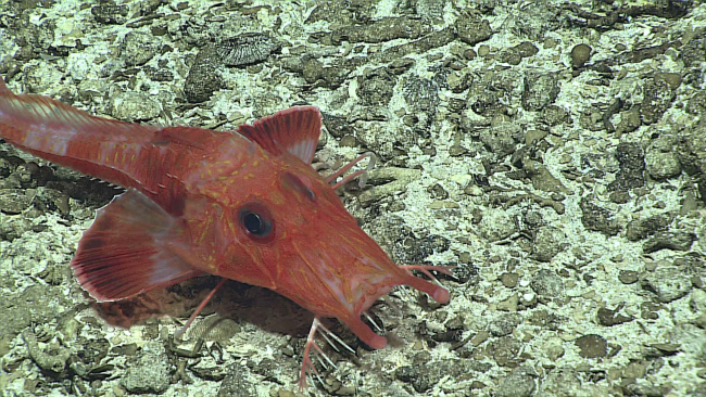 Deepsea fish - family Peristediidae, Scalicus engyceros