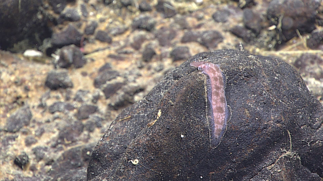Tonguefish on rock