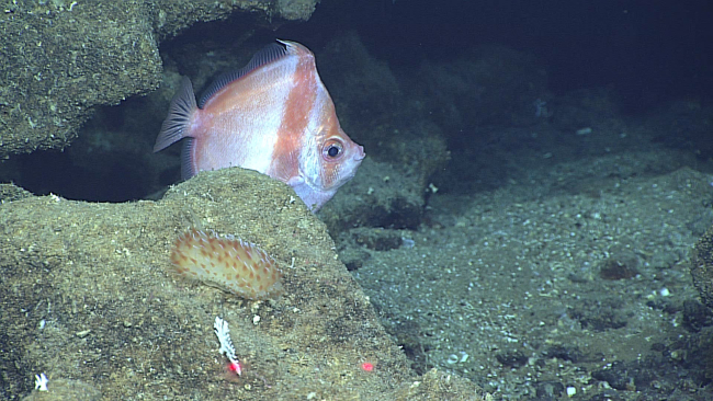 Deep sea fish - family Caproidae, Antigonia sp