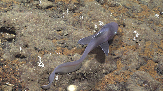 A jellynose eel - family Ateleopodidae, Ijimaia plicatellus