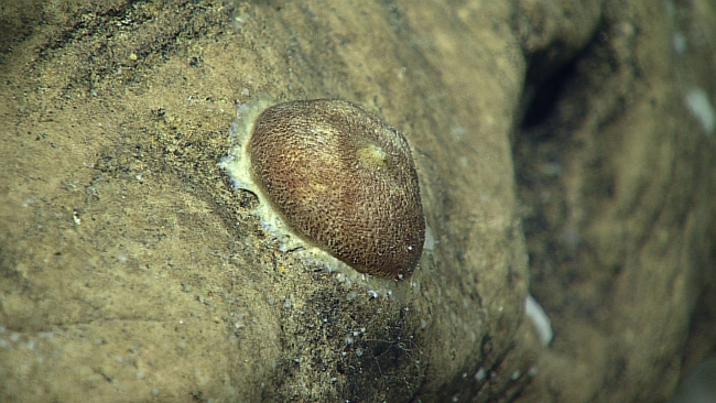 An unidentified animal that moved while being observed - gastropod? irregularurchin?  It looks like half of a coconut
