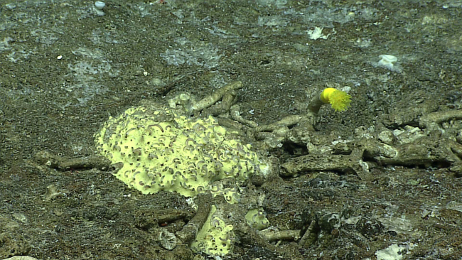 A yellow demosponge infested with tube worms or siliquaria snails