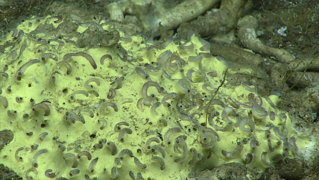 A yellow demosponge infested with tube worms or siliquaria snails