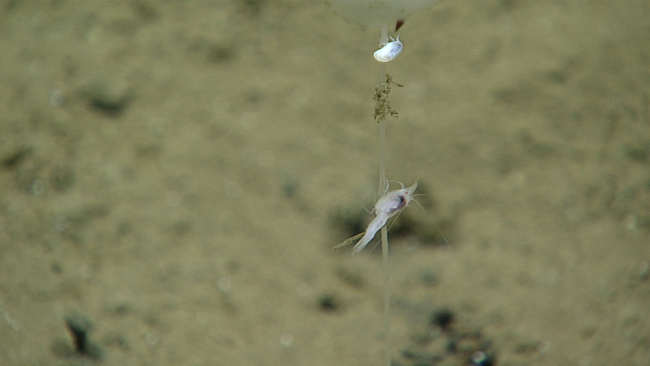 A small shrimp and an amphipod on the stalk of a sponge