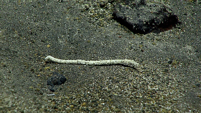 A polychaete worm tube