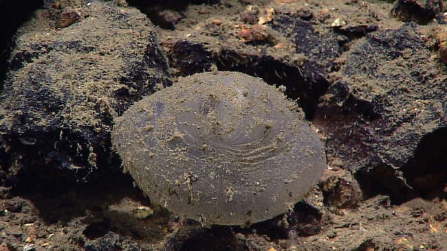 A large tunicate