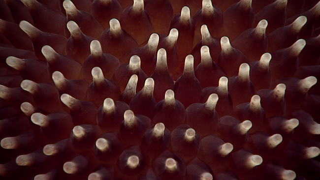 This odd globular anemone may belong to the family Liponematidae
