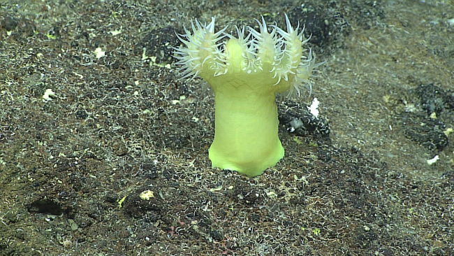 An anemone - family Actinernidae, Isactinernus sp