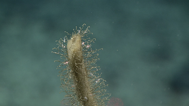 Dead sponge stalk with hydroids and amphipods