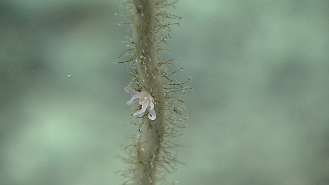 Small anemone? and hydroids on a dead sponge stalk