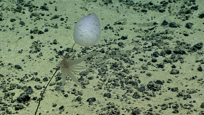 A large anemone? ctenophore? attached to a sponge stalk